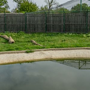 enclosure of brown bear