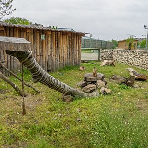 enclosure of meerkats