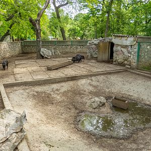 enclosure of collared pecary