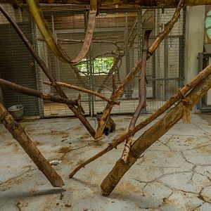 enclosure of tufted capuchin