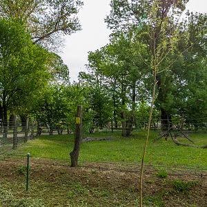 enclosure of tufted capuchin