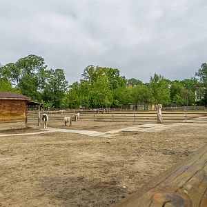 enclosure of ponies