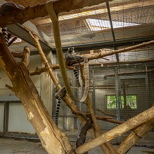 enclosure of ring-tailed lemurs