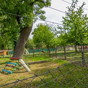 enclosure of ring-tailed lemurs