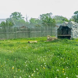 enclosure of lion