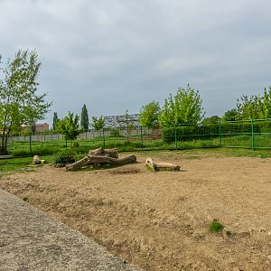 enclosure of barbary sheep