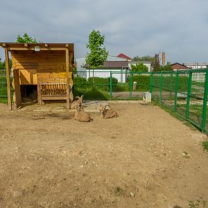 enclosure of barbary sheep