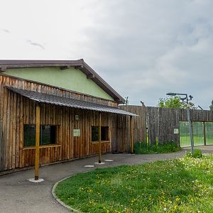enclosure of hamadryas baboon
