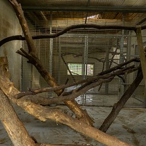enclosure of hamadryas baboon