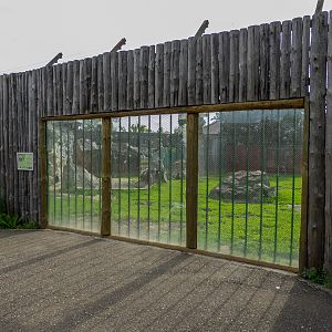 enclosure of hamadryas baboon
