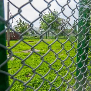 enclosure of hamadryas baboon