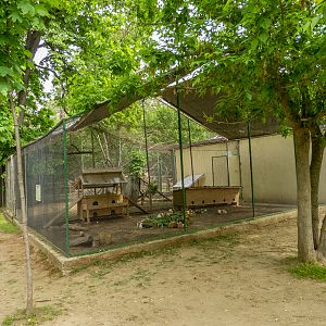 enclosure of guinea pig
