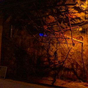 enclosure of egyptian fruit bat