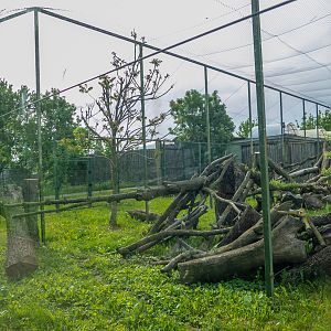 enclosure of snowleopard