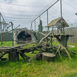 enclosure of snowleopard