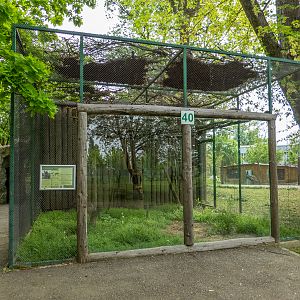 enclosure of common kestrel