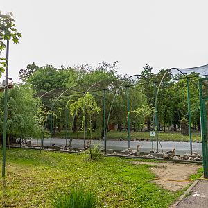 enclosure of water fowl