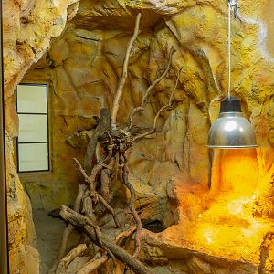 enclosure of boa constrictor