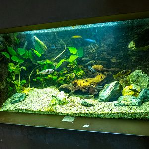 tank of cichlids
