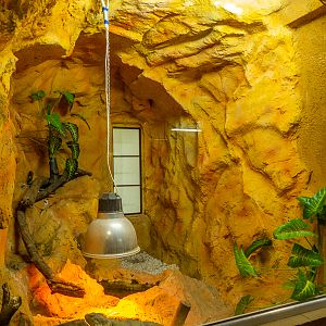 enclosure of green iguana