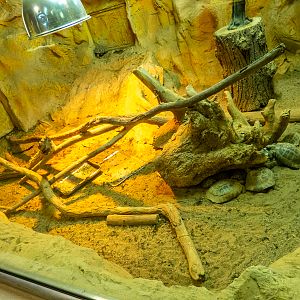 enclosure of tortoise