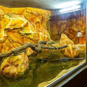 enclosure of nile crocodile