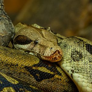 Boa constrictor