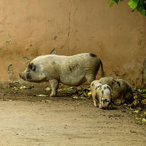 American mini pig