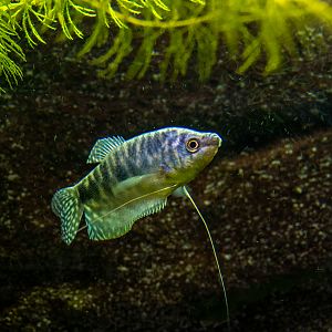 three spot gourami (Trichopodus trichopterus)
