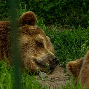 brwon bear (Ursos arctos)