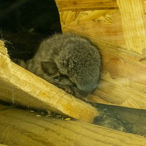 long-tailed chinchilla (Chinchilla lanigera)