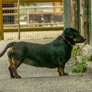 Dachshund