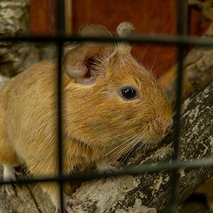 degu