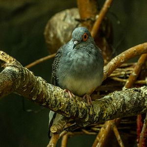 diamond dove (Geopelia cuneata)