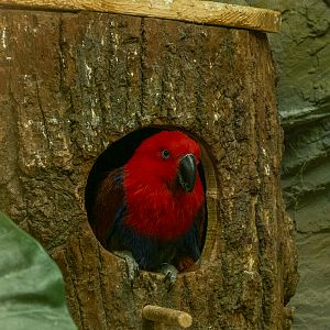 Moluccan eclectus (Eclectus roratus)
