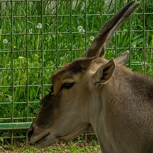 common eland (Taurotragus oryx)