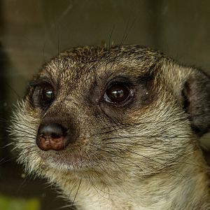 meerkat (Suricata suricatta)