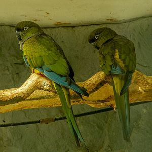 burrowing parrot (Cyanoliseus patagonus)