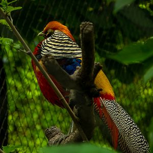 Lady Amherst's pheasant (Chrysolophus amherstiae) hybrid with golden pheasant