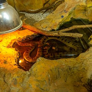 green anaconda (Eunectes murinus)