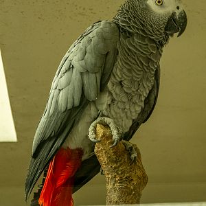 grey parrot (Psittacus erithacus)