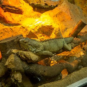 green iguana (Iguana iguana)