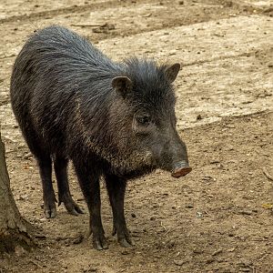 collared peccary (Dicotyles tajacu)