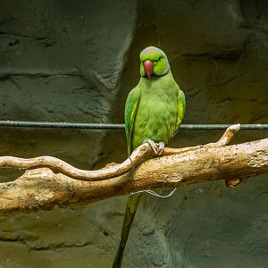 rose-ringed parakeet (Psittacula krameri)