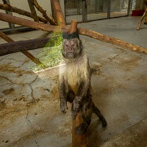 tufted capuchin (Sapajus apella)