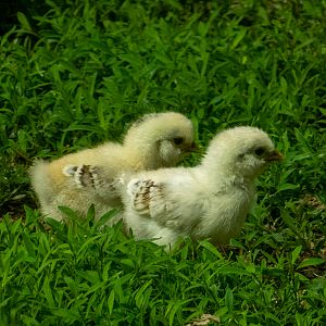 chicks