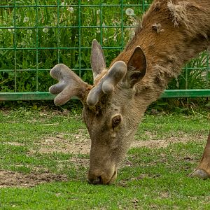 Carpathian red deer (Cervus elaphus)