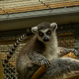 ring-tailed lemur (Lemur catta)