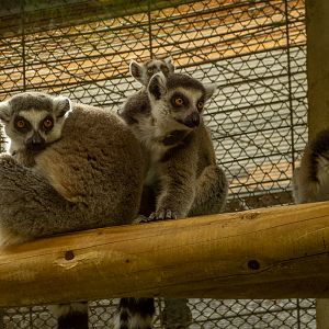 ring-tailed lemur (Lemur catta)