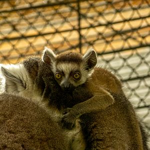 ring-tailed lemur (Lemur catta)